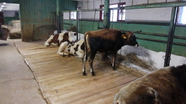 Центр по воспроизводству сельскохозяйственных животных в Подмосковье пополнился 19 племенными быками из Германии