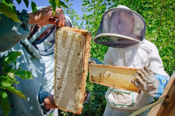 Более 1,5 тыс. исследований проб мёда и продуктов пчеловодства провели в Московской области
