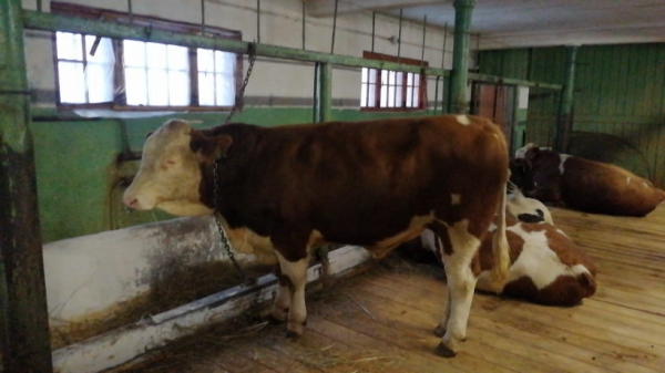 Центр по воспроизводству сельскохозяйственных животных в Подмосковье пополнился 19 племенными быками из Германии