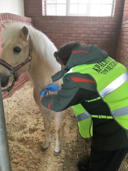 Более 70 тыс. диагностических исследований среди поголовья лошадей проведено в Подмосковье
