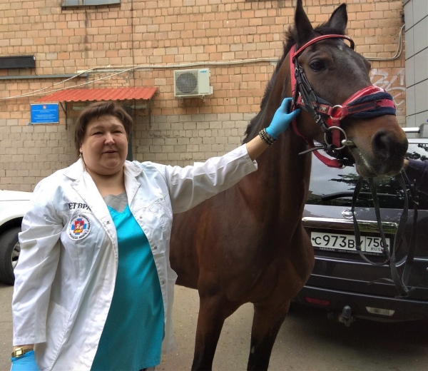 Более 70 тыс. диагностических исследований среди поголовья лошадей проведено в Подмосковье