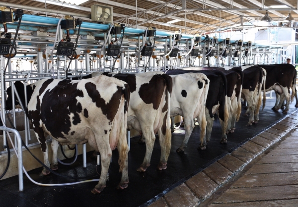Производство молока в Подмосковье планируется увеличить в 2021 году до 800 тыс. тонн