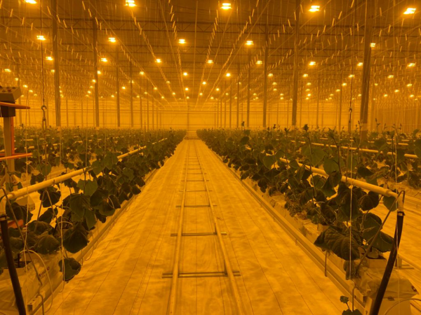 Первый урожай собрали в новом тепличном комплексе в подмосковном Серпухове