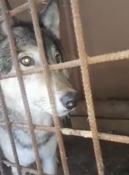 Вакцинирован от бешенства и поставлен на карантин на 2 месяца волк, которого обнаружили в Одинцовском округе Подмосковья