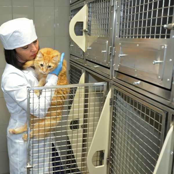 Ветеринарная служба Подмосковья присоединилась к мероприятиям в рамках Всемирного Дня стерилизации домашних животных