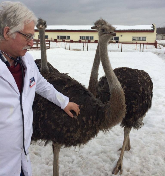 Ветеринарные специалисты провели исследования и вакцинацию в 16 страусоводческих фермах Подмосковья