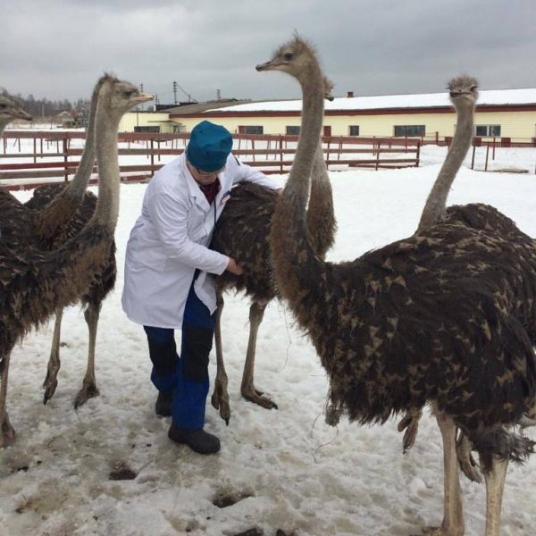 Ветеринарные специалисты провели исследования и вакцинацию в 16 страусоводческих фермах Подмосковья