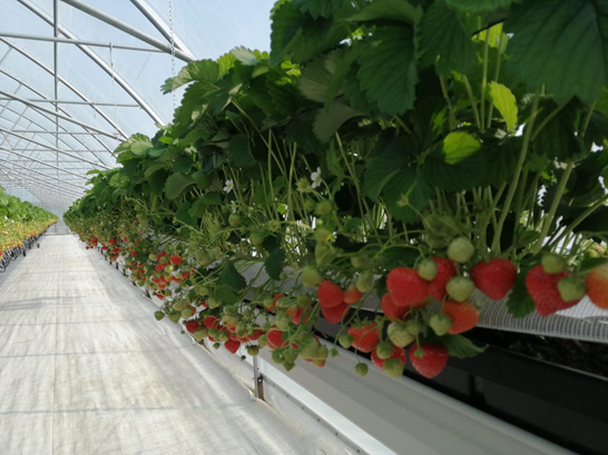 Новый комплекс по выращиванию ягод на территории Московской области обеспечит работой порядка 480 человек