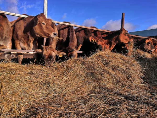 Фермерское хозяйство «Эко Молоко» закупило на средства гранта 15 голов КРС породы Джерси