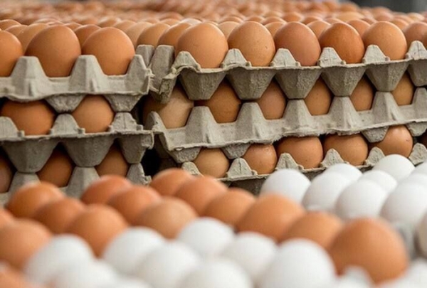 Свыше 35 млн штук куриных яиц произведено в Подмосковье за первый квартал 2021 года