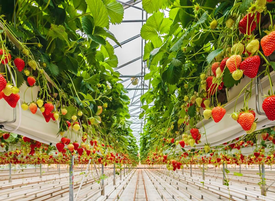 Новый комплекс по выращиванию ягод на территории Московской области обеспечит работой порядка 480 человек