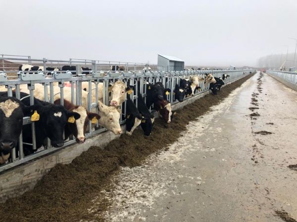 Более 450 коров голштинской породы поступило на молочный комплекс "Бортниково" городского округа Ступино Подмосковья