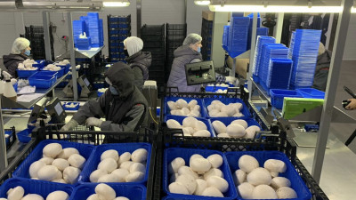 Более 2,5 тыс. тонн грибов произвели в Подмосковье с начала года