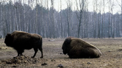 Шестерых зубров из Приокско-Террасного заповедника отправили в Калужскую область