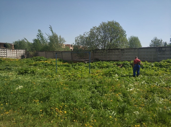 В Подмосковье стартовали выезды по контролю за обработкой земель от борщевика