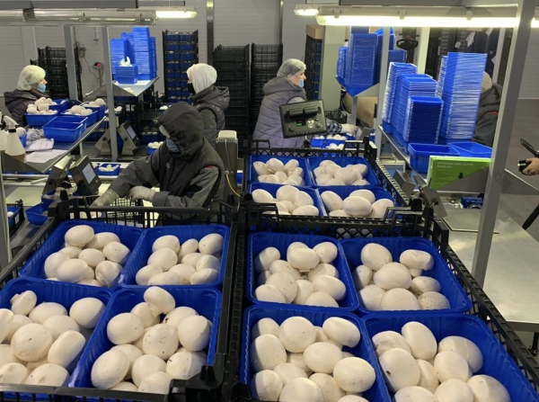 Более 2,5 тыс. тонн грибов произведено в Подмосковье с начала года