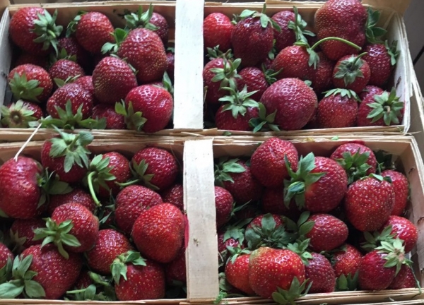 Порядка 200 тонн ягод проверили на рынках Подмосковья с начала сезона сбора