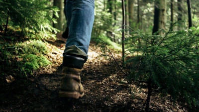 Почти 30 человек потерялись в лесах Подмосковья в июне