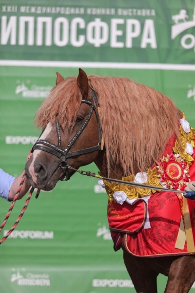 Тяжеловоз из подмосковного Чехова стал абсолютным чемпионом на международной конной выставке «Иппосфера-2021»