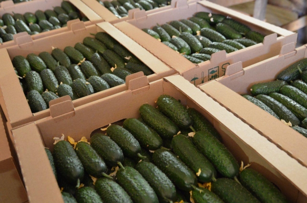 Порядка 77 тыс. тонн овощей собрали в теплицах Подмосковья с начала года