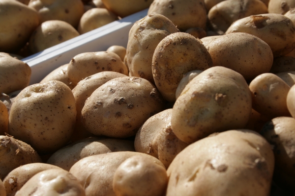 День картофельного Поля пройдёт в Подмосковье 6 августа