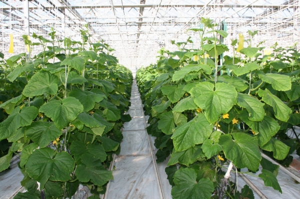 Порядка 77 тыс. тонн овощей собрали в теплицах Подмосковья с начала года