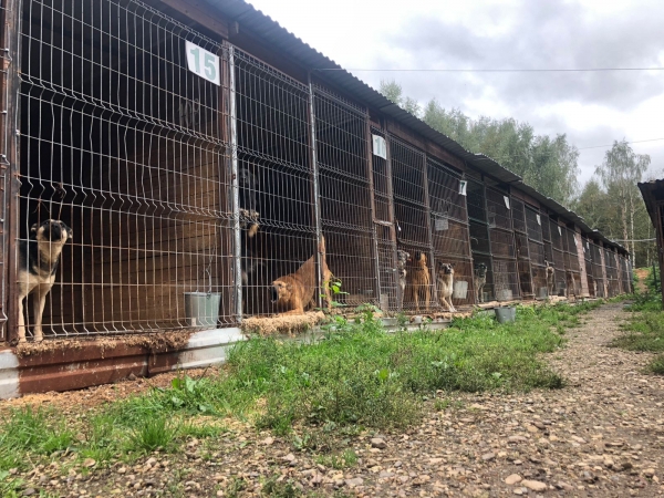 Государственные ветеринарные клиники Подмосковья готовы оказать помощь животным из дома, пострадавшего в подмосковном Ногинске