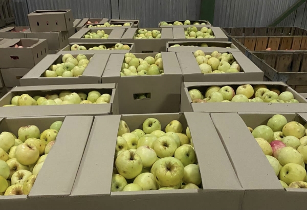 Производство яблок в Подмосковье продолжит расти и увеличится в 2 раза в 2021 году