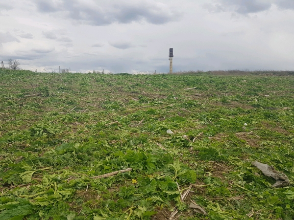 Более 1,7 тыс. га земли в Подмосковье будет обрабатываться от борщевика волонтерами