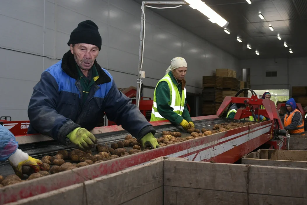 Картофелехранилище на 11 тыс. тонн семенного картофеля в Талдоме принимает новый урожай