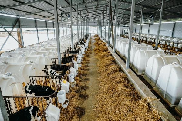 Подмосковное предприятие «Емельяновка» вошло в топ-30 самых эффективных молочных хозяйств России