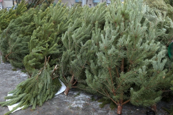 Воскресенский: новогоднюю елку сможет купить каждый житель Подмосковья