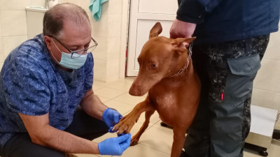 Обращений с пострадавшими от реагентов питомцами в ветеринарные клиники Подмосковья не поступало