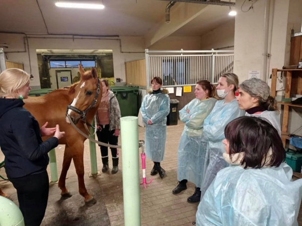 В Дмитровском городском округе состоялся мастер-класс по вопросам клинического обследования, лечения и профилактики болезни лошадей.