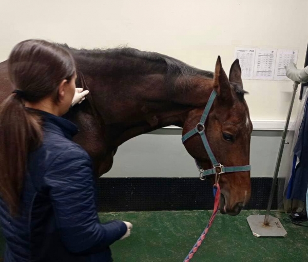 В Дмитровском городском округе состоялся мастер-класс по вопросам клинического обследования, лечения и профилактики болезни лошадей.