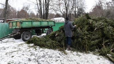 Опубликована карта площадок для приема новогодних елок в Подмосковье