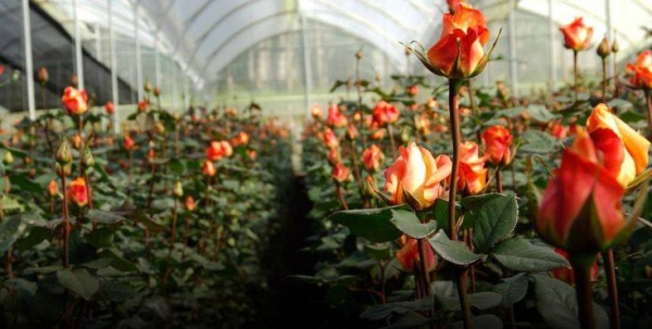 Импортозамещение цветов к 8 марта в Подмосковье достигло 70%