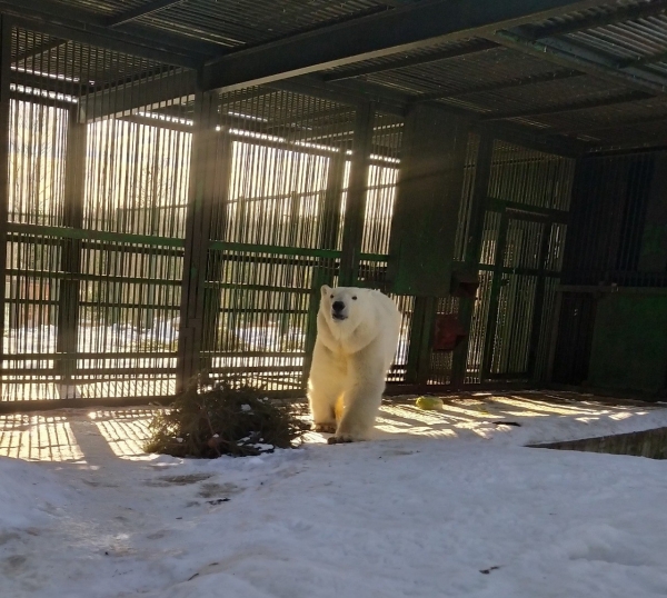 В Подмосковье привезли самку белого медведя по имени «Пурга»