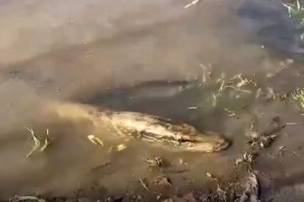 Житель Балашихи заметил странное поведение рыбы в местной реке