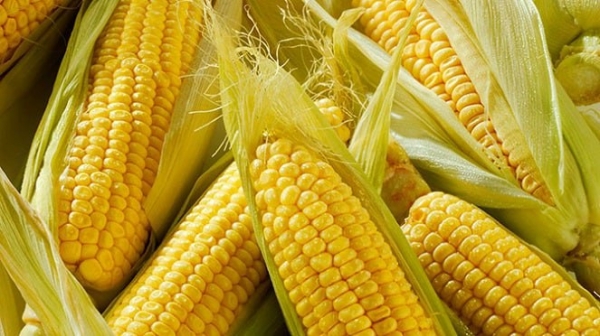 Московская область полностью обеспечена кормами из кукурузы на ближайшие два года