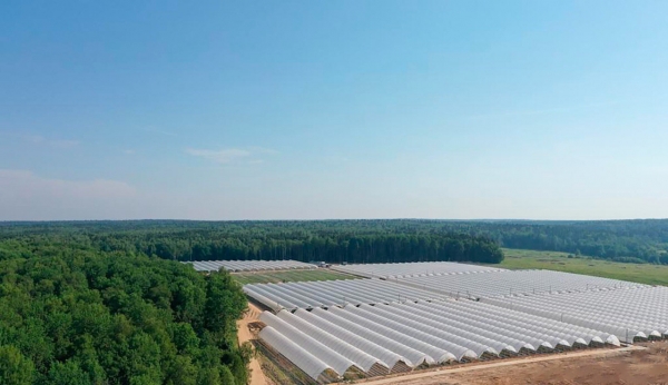 «Гринфилдс-Агро» запустило в Наро-Фоминске вторую очередь проекта по выращиванию сезонной подмосковной ягоды
