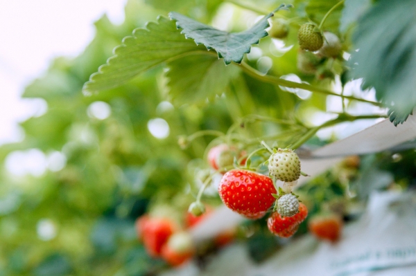 «Гринфилдс-Агро» запустило в Наро-Фоминске вторую очередь проекта по выращиванию сезонной подмосковной ягоды