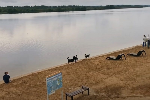 Жители Дубны высказались против выгула собак в пляжной зоне