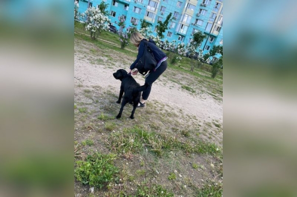 Жительница Красногорска пожаловалась, что на ее дочь напал соседский лабрадор