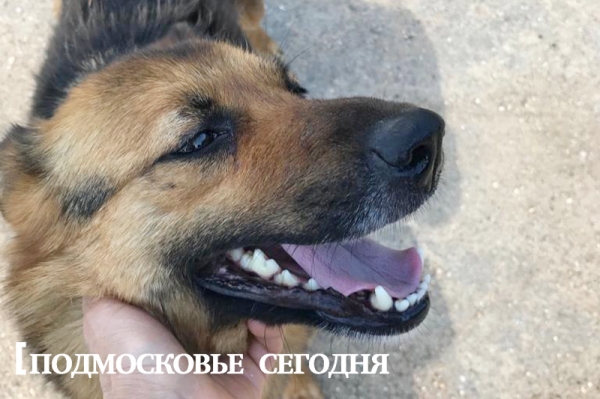 Нерадивые владельцы бросили на произвол судьбы собак у кладбищенской помойки под Волоколамском