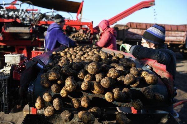В Подмосковье картофель убран с 1,3 тысячи гектаров