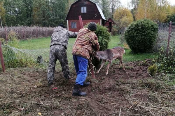 В Дмитрове спасатели «Мособлпожспас» освободили оленя, застрявшего рогами в дачном заборе