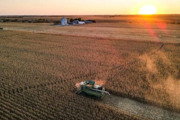 На 38% выросла урожайность зерновых культур в Подмосковье в этом году