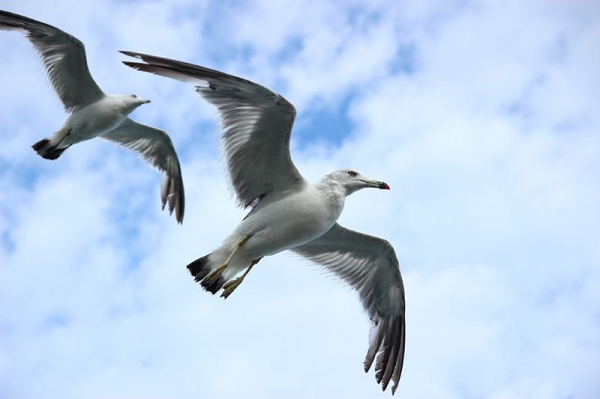 Эксперт: чайки могли стать причиной авиакатастрофы в Ейске