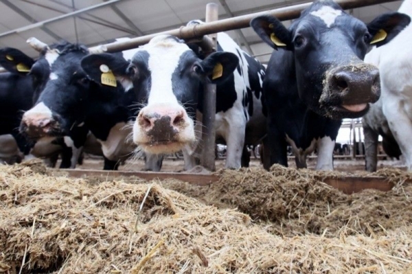 Около 900 тысяч тонн грубых кормов заготовили для рогатого скота в Подмосковье